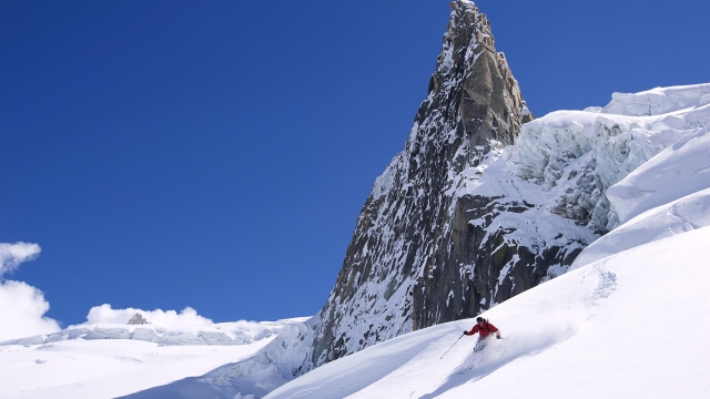 bat365公司：园林绿化苗木松树